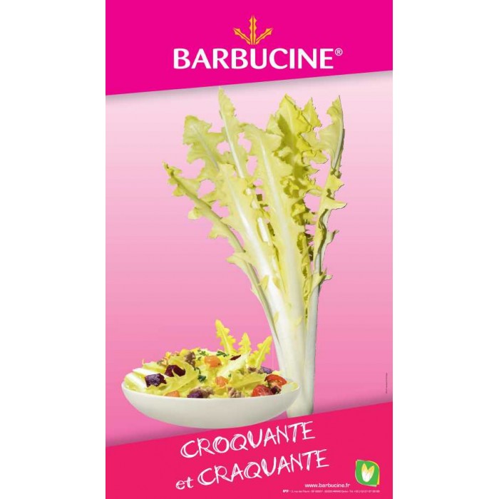 Endives Barbucine (Barbe de capucin) 300g