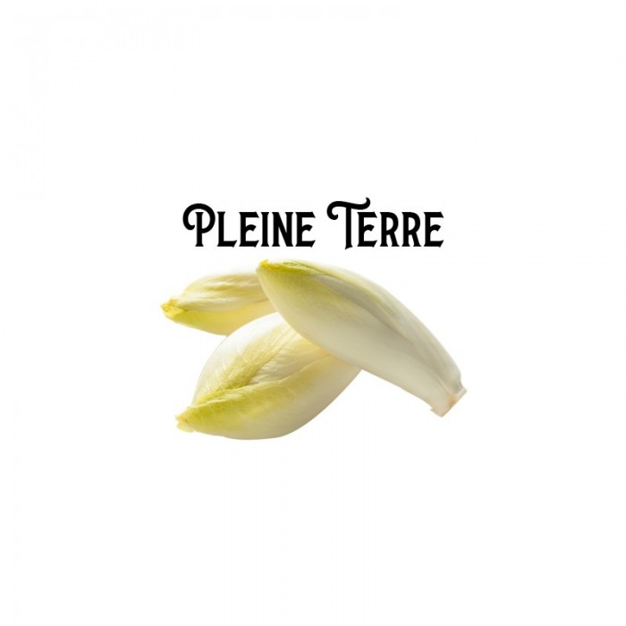 Endives de Pleine Terre 5 kgs